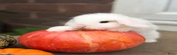 Mini Lop rabbits for sale: Beautiful mini lop babies  - Advert 7