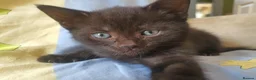 Mixed Breed cats for sale: Two Beautiful Female Kittens Looking for Homes 🐾 in Spalding - Advert 3