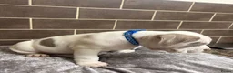 American Bully dogs for sale: POCKET BULLYS  in Orpington - Advert 25