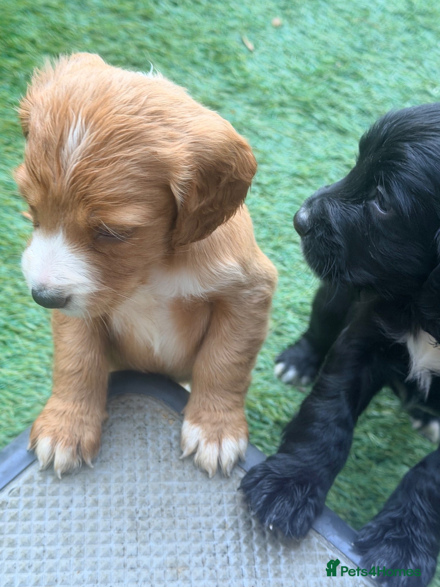 Cocker Spaniel dogs Cocker spaniel puppy’s  - Advert 7