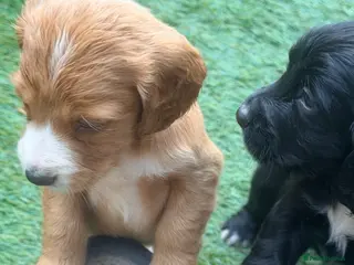 Cocker Spaniel dogs Cocker spaniel puppy’s - Advert 7