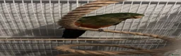 Parrots birds for sale:  Female Australian king parrot with set up - Advert 6