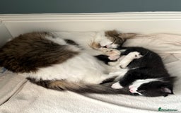 Mixed Breed cats for sale: Gorgeous little boy  - Image 3