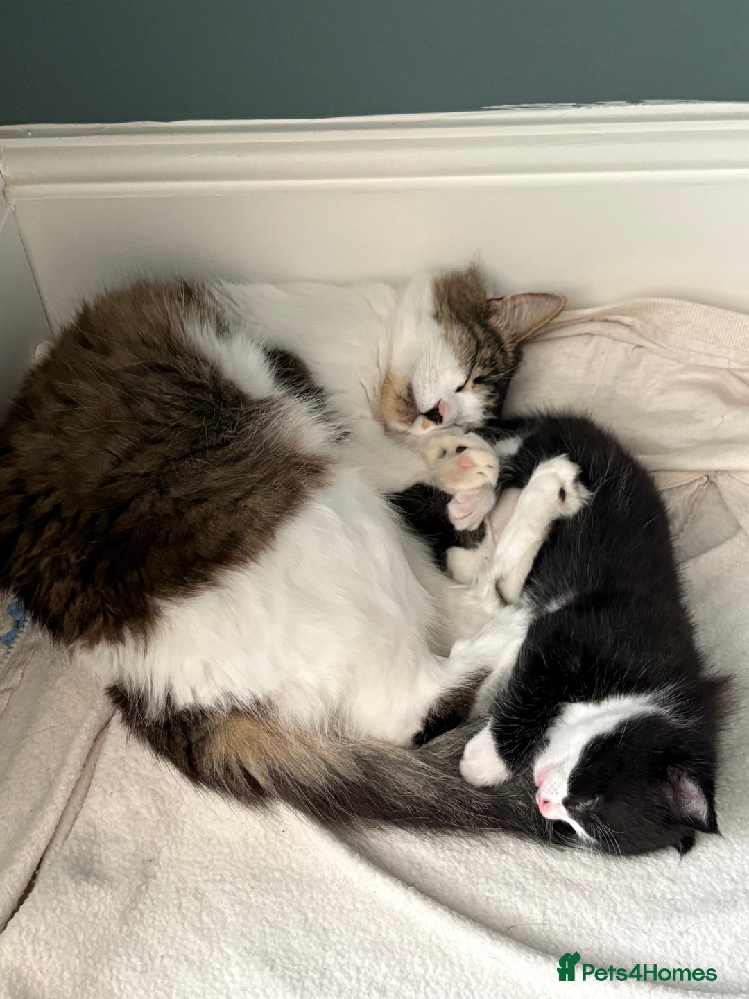 Mixed Breed cats for sale: Gorgeous little boy  - Image 3