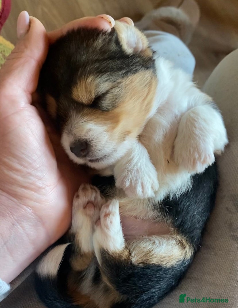 Jack Russell dogs Absolutely stunning litter of puppies - Advert 1