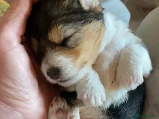 Jack Russell dogs Absolutely stunning litter of puppies - Advert 1