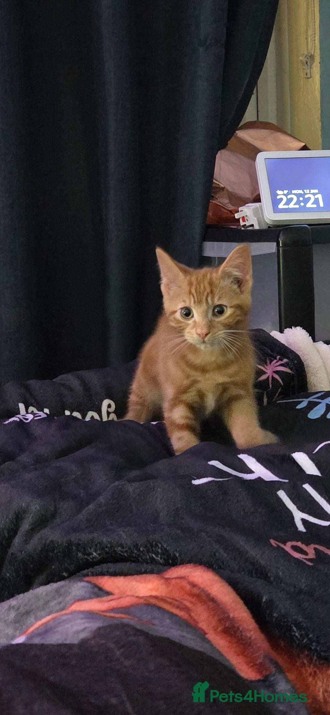 Mixed Breed cats for sale: Loving new home wanted  - Advert 6