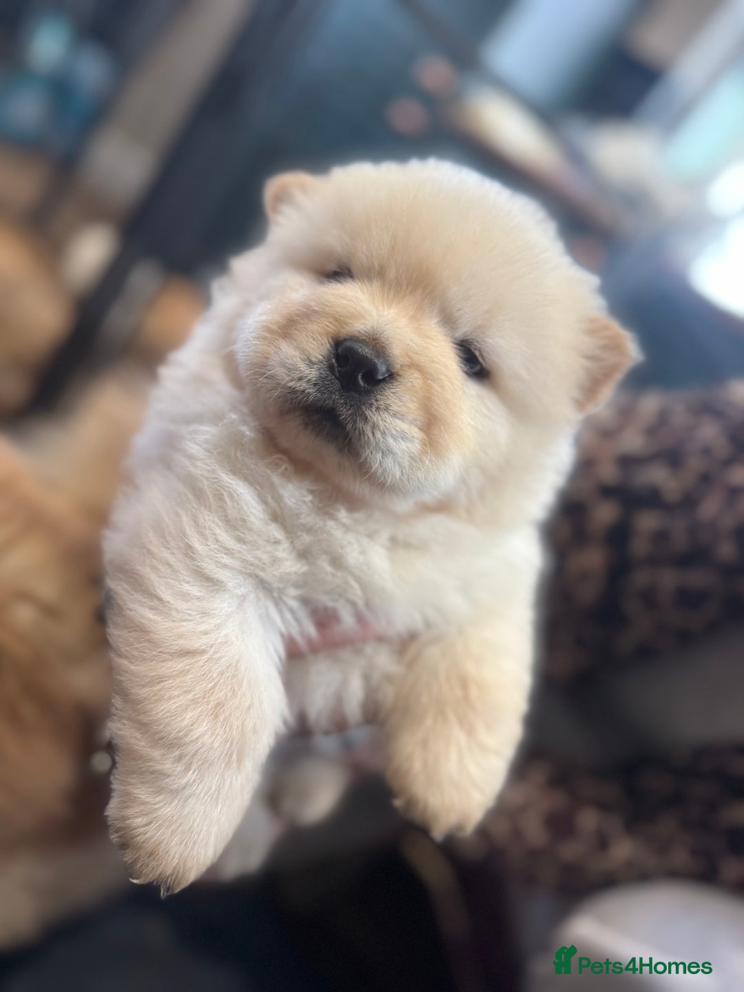 Chow Chow dogs for sale: CHOW CHOW PUPPIES  - Advert 17