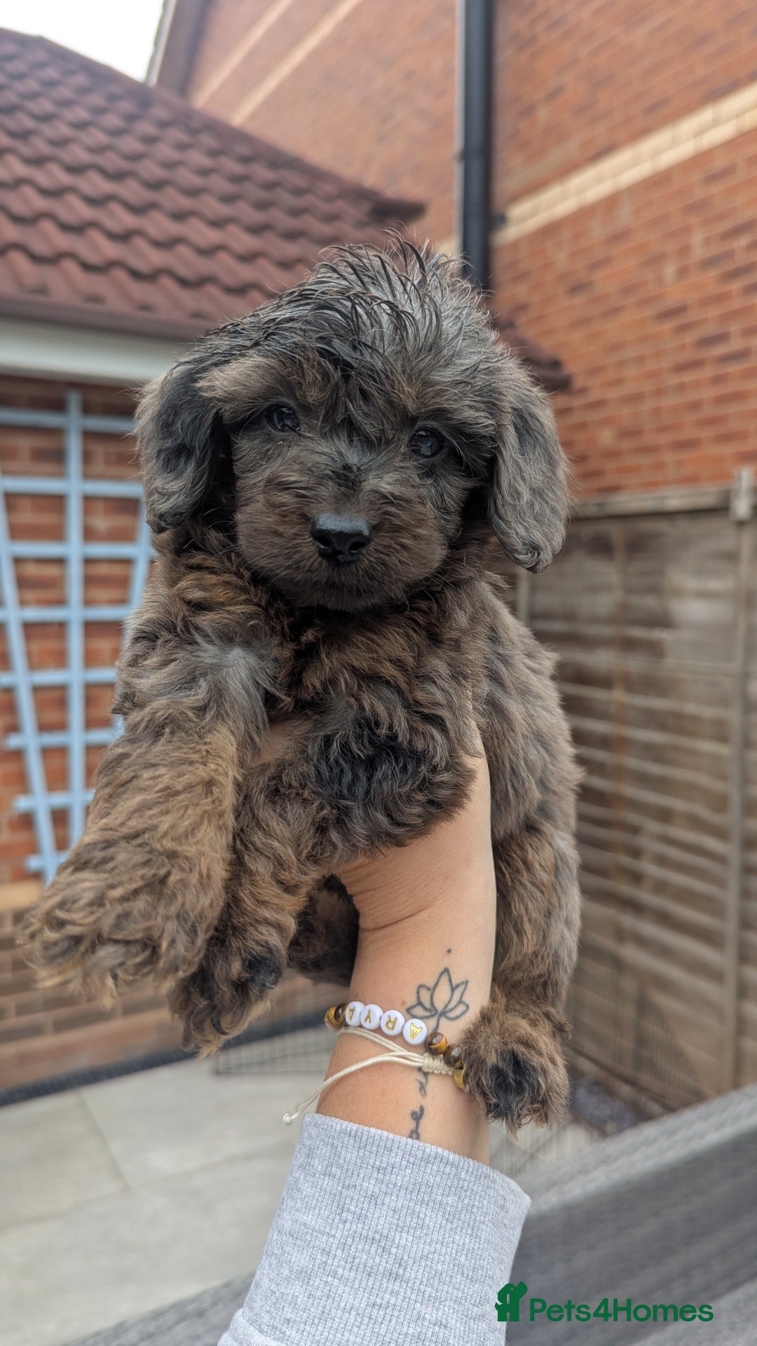 Cockapoo dogs for sale: Cockapoo Puppies (TOY) - Image 17