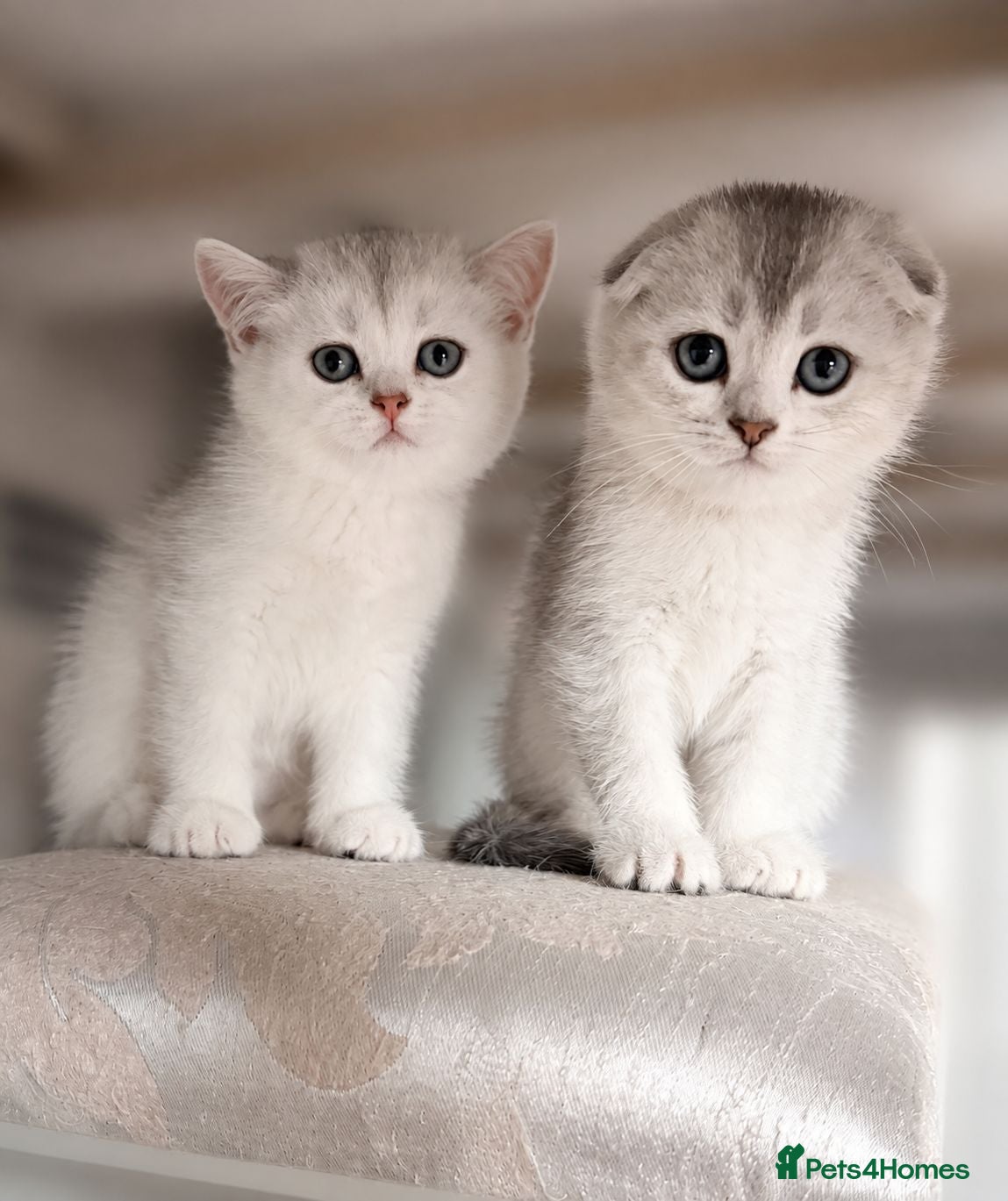 Scottish Fold cats Adorable Scottish Fold Kittens - Only 2 left - Advert 2