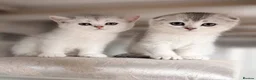 Scottish Fold cats for sale: Adorable Scottish Fold Kittens - Only 2 left - Advert 1