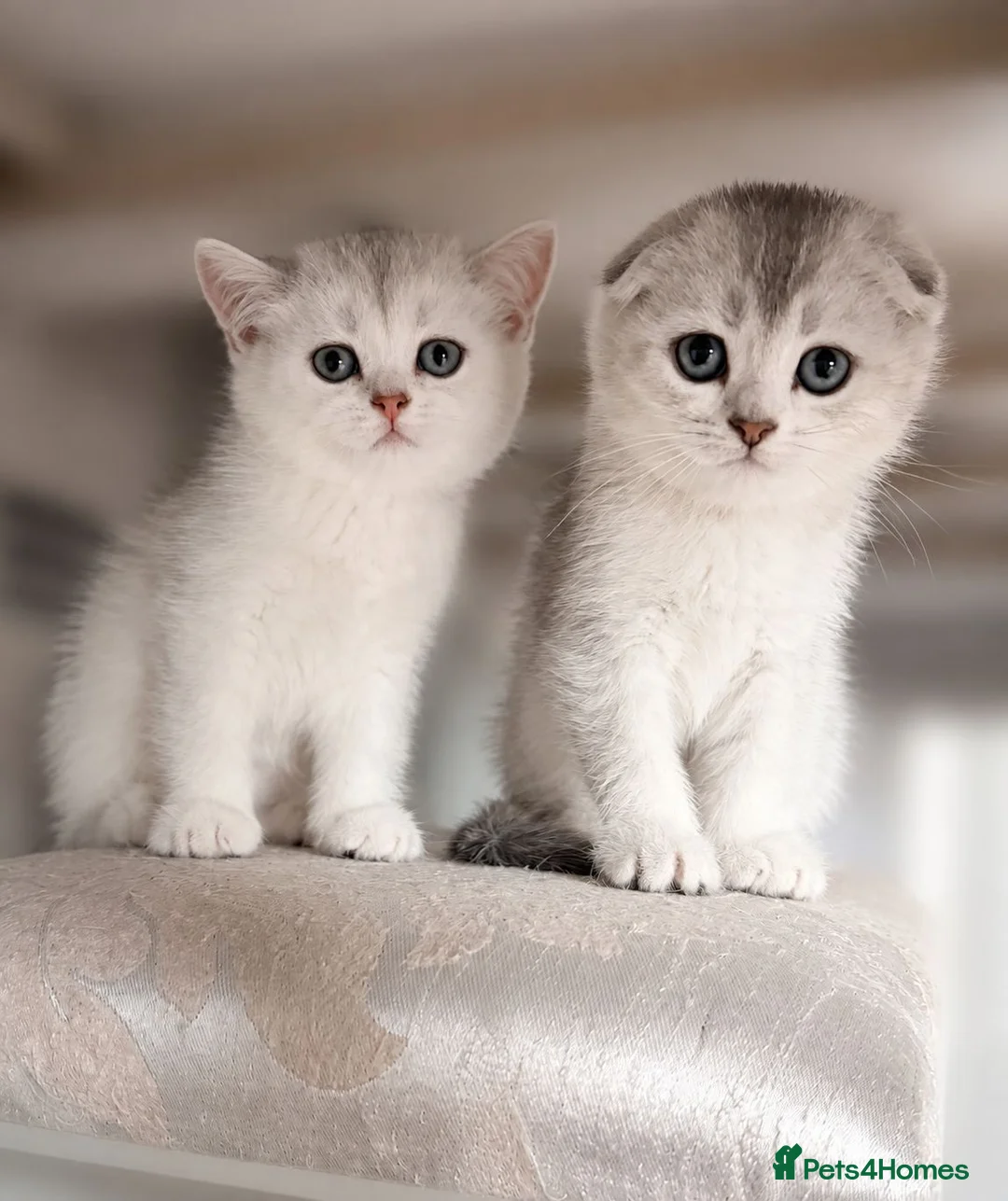 Scottish Fold cats for sale: Adorable Scottish Fold Kittens - Only 2 left - Advert 1