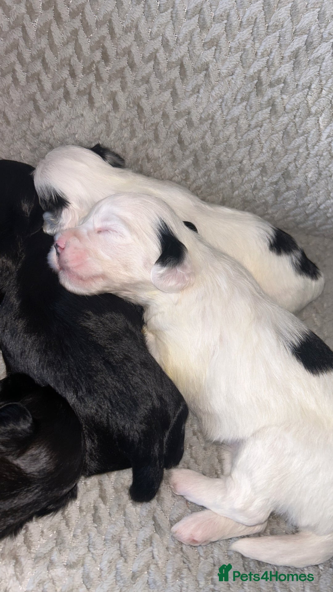 Shihpoo dogs for sale: Gorgeous Toy Shihpoo puppies - Image 16