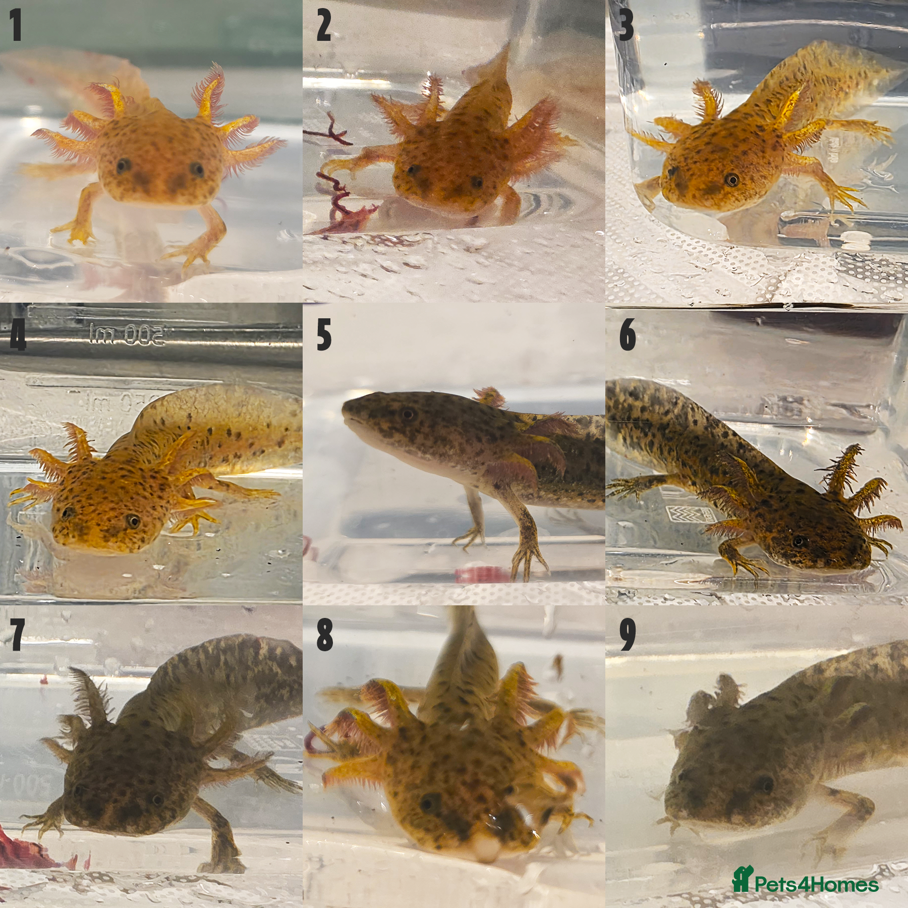 Axolotl reptiles Juvenile Axolotls - 4 Months - 4 Inches - Advert 1