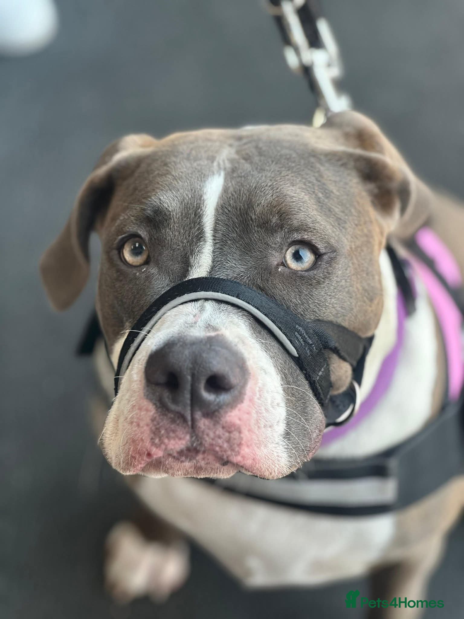 Pelagiia i belyi buldog. Pelagiia … Pelagia and the White Bulldog: The First Sister Pelagia Mystery