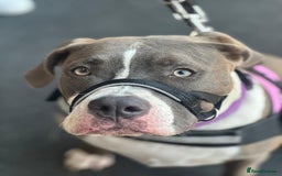 Mixed Breed dogs for sale: With a heavy heart up for rehoming  - Image 1