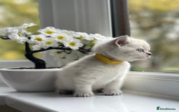 British Shorthair cats for sale: British Shorthair colour point kittens white  - Image 14