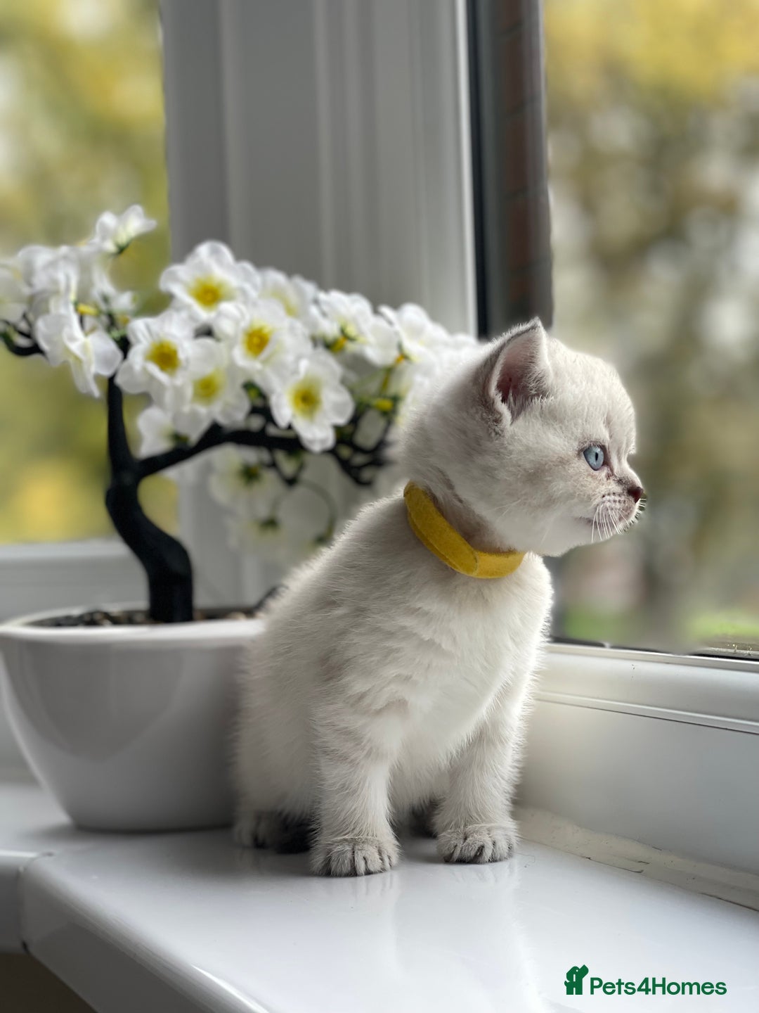 British Shorthair cats for sale: British Shorthair colour point kittens white  - Image 14