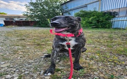 Mixed Breed dogs for adoption: A Beautiful and Gentle Girl - for a Loving Home - Image 34