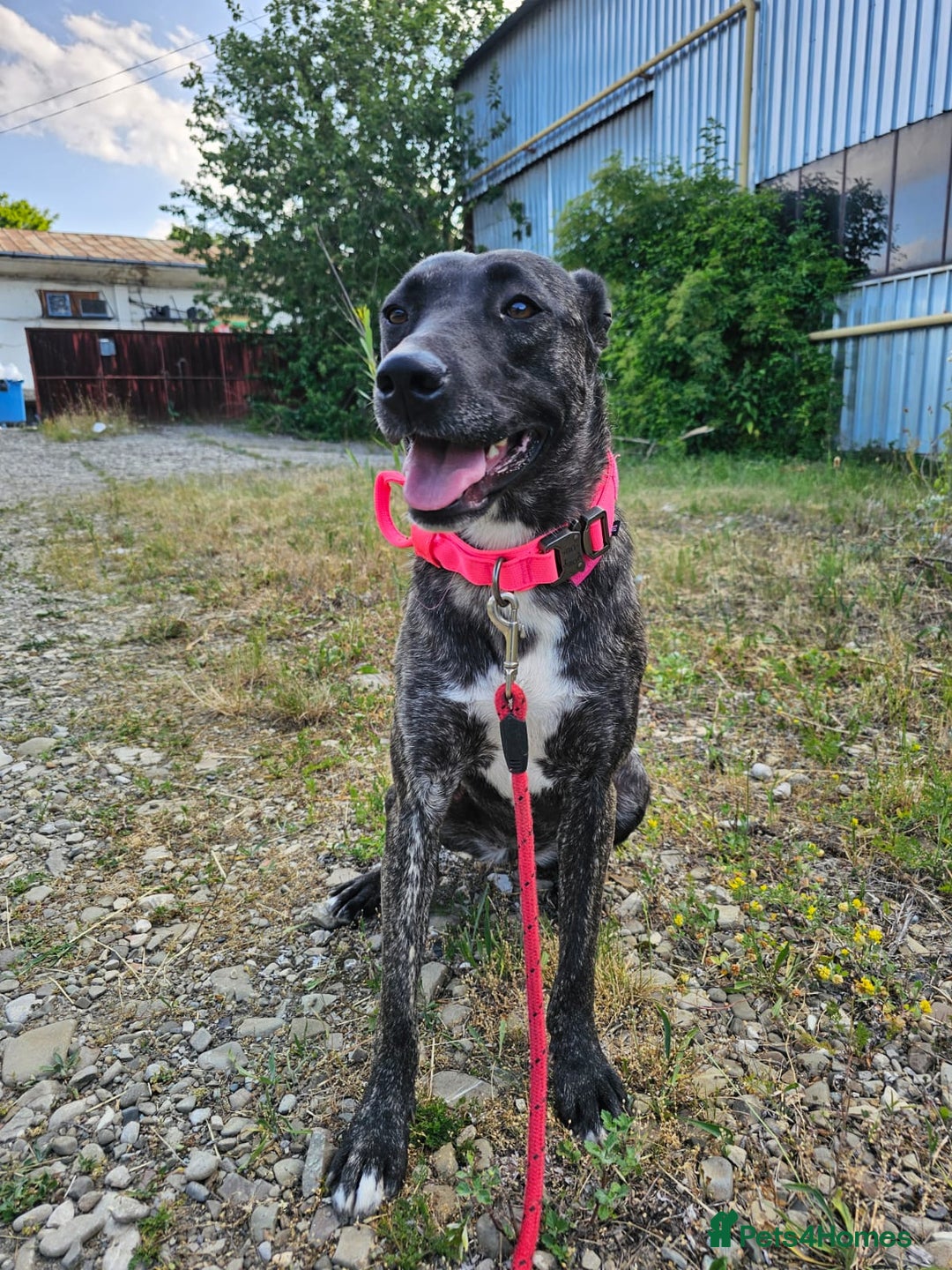 Mixed Breed dogs for adoption: A Beautiful and Gentle Girl - for a Loving Home - Image 34