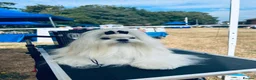 Maltese dogs for sale: Beautiful Maltese Boy in Grantham - Advert 10