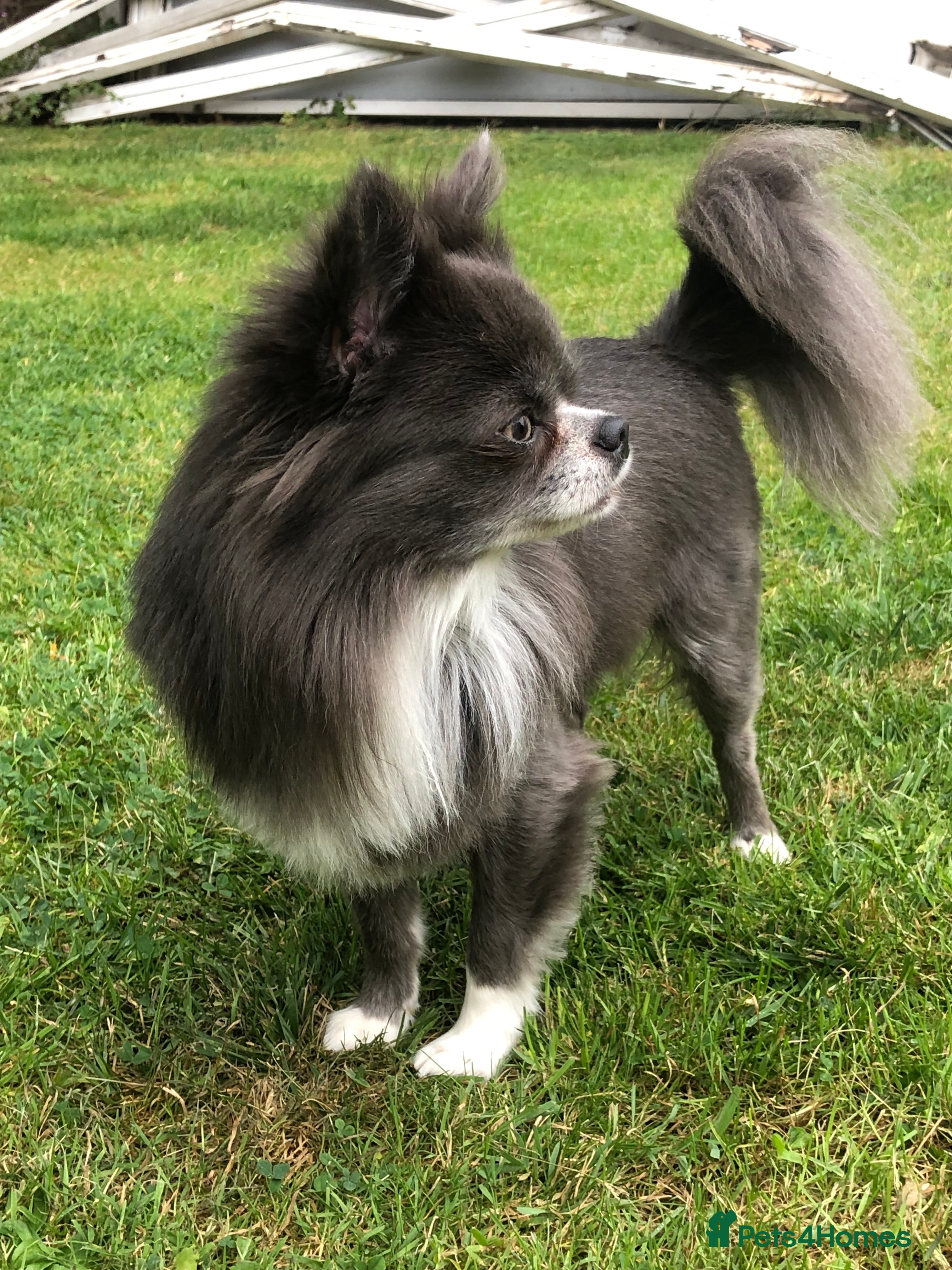 Chihuahua dogs Chihuahua  in Birmingham - Advert 1