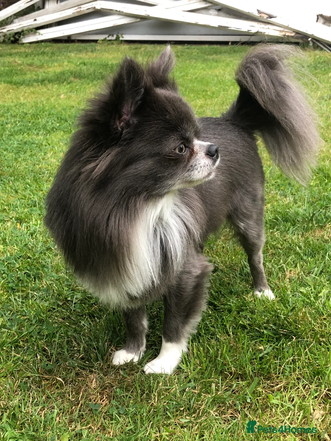 Chihuahua dogs for stud: Chihuahua  in Birmingham - Advert 1