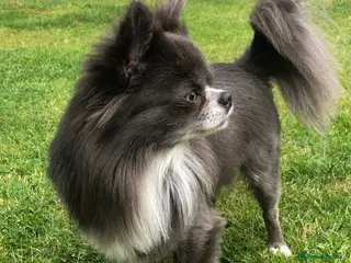 Chihuahua dogs Chihuahua in Birmingham - Advert 24