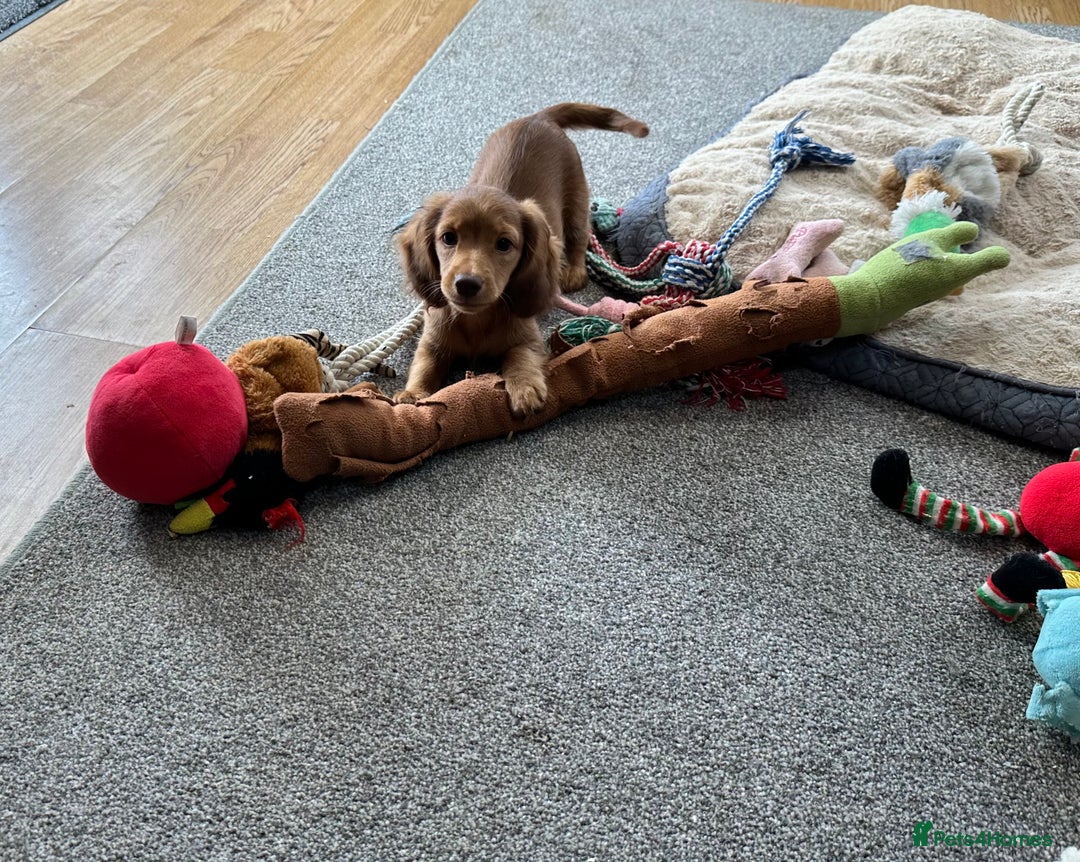 Miniature Dachshund dogs for sale: 1 handsome boy available  in Ely - Image 6