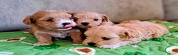Maltipoo dogs for sale: F1 asian  **  Maltipoo  in Wellingborough - Advert 8
