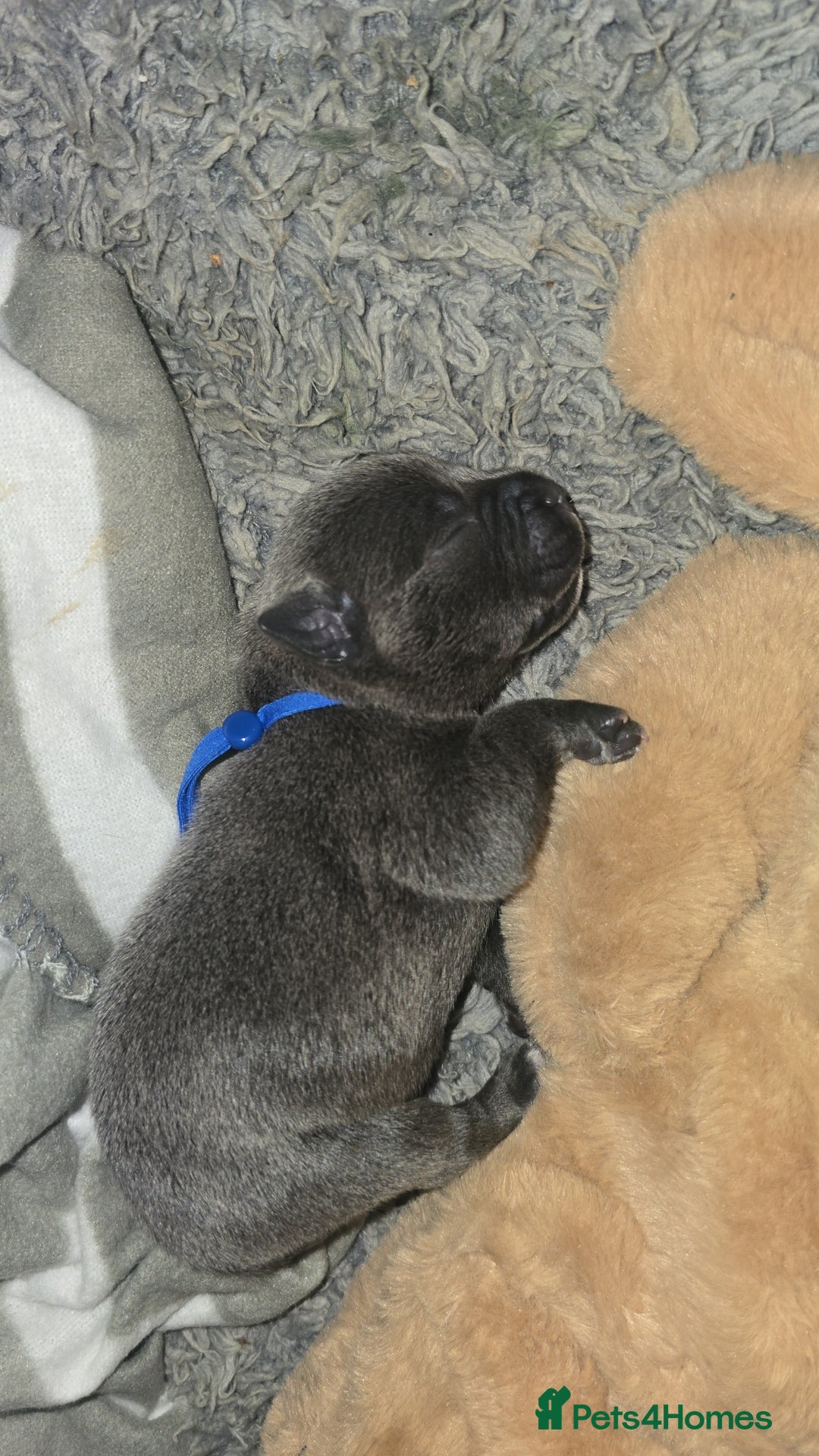 Staffordshire Bull Terrier dogs for sale: Staffordshire bull terrier  - Advert 33