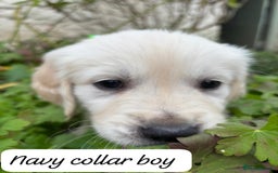 Golden Retriever dogs for sale: ❤️ Superb Litter of Golden Retriever Puppies ❤️ - Image 9
