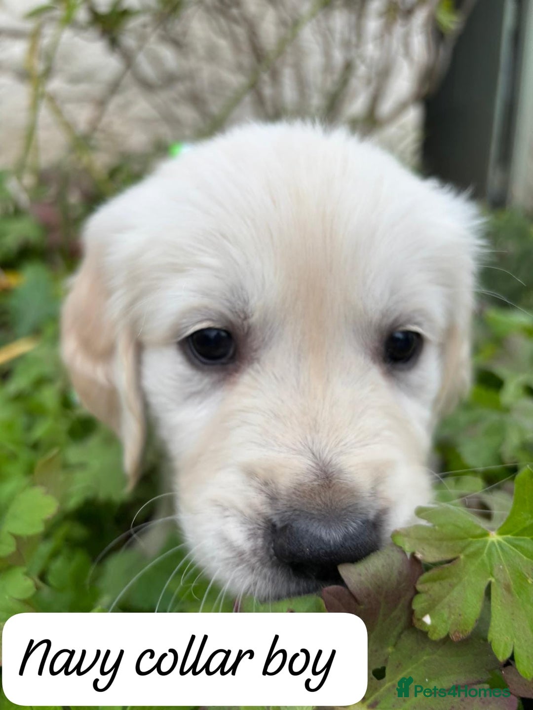 Golden Retriever dogs for sale: ❤️ Superb Litter of Golden Retriever Puppies ❤️ - Image 9