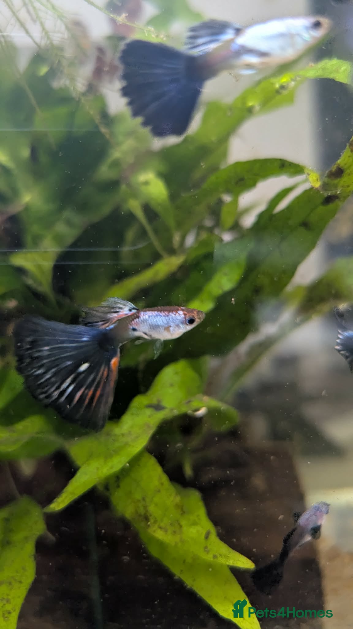 Other/Mixed Breed fish for sale: Guppy Long Tail - Advert 2