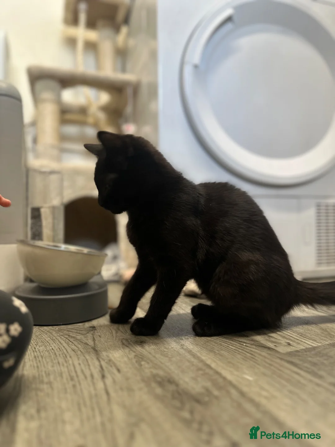 Mixed Breed cats for sale: Kitten in Ipswich - Advert 1