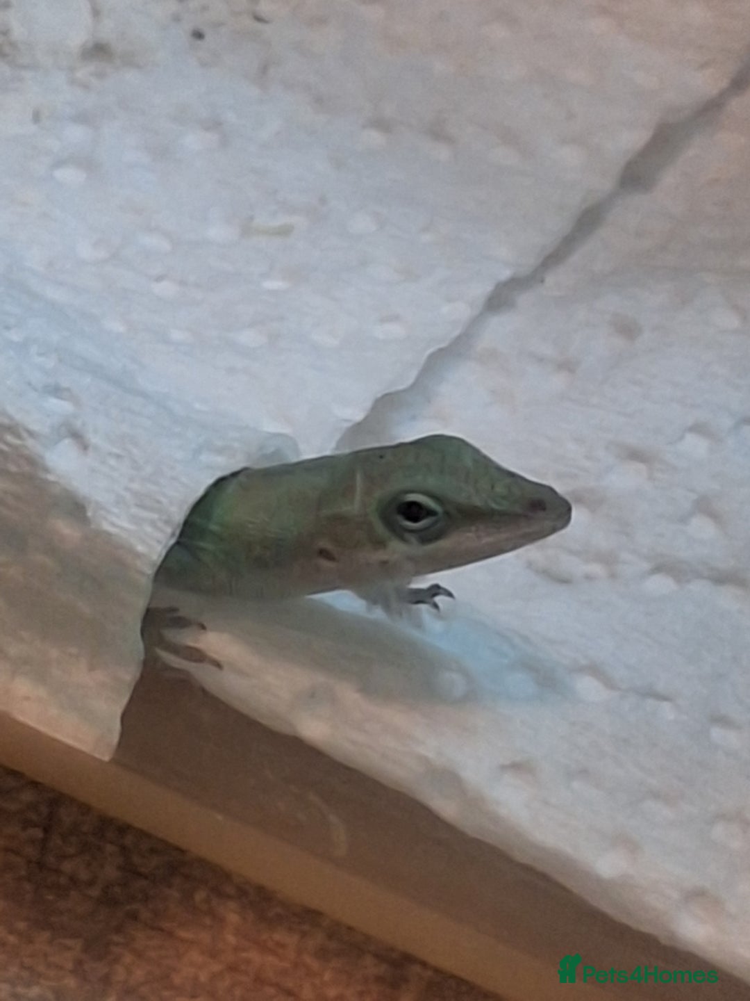 Anole reptiles for sale: Male Green Anole  - Advert 2