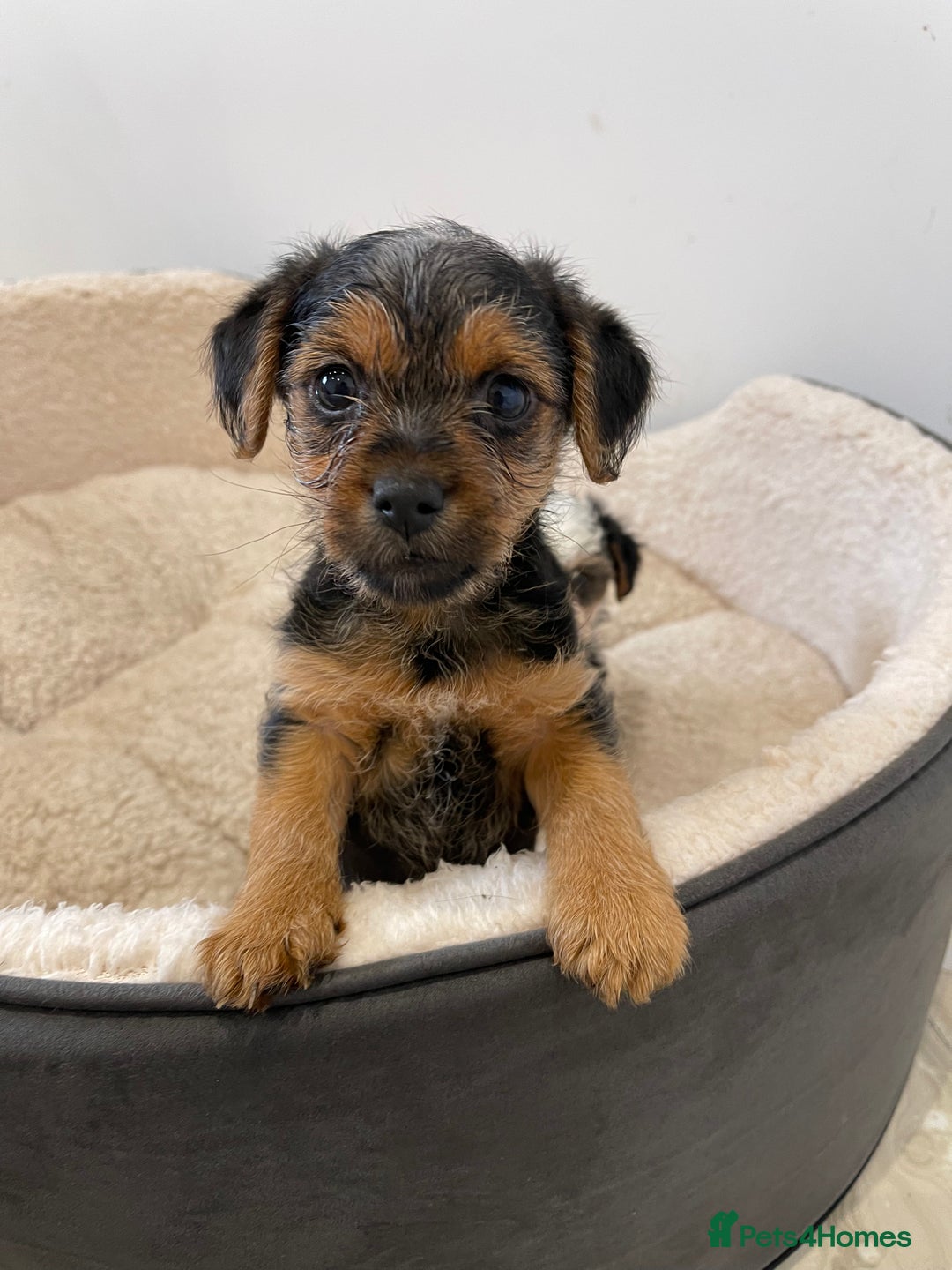 Yorkshire Terrier dogs for sale: Yorkshire terrier mini pups  - Image 6