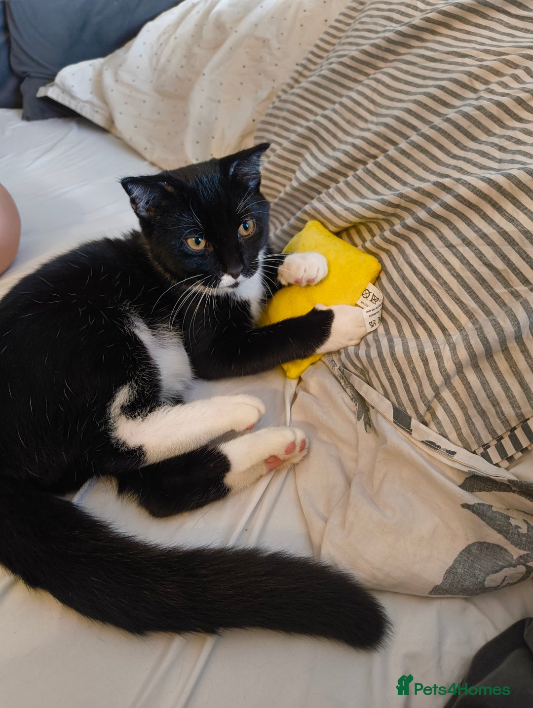 Scottish Fold cats for sale:  1 Tuxedo Scottish Fold Kitten Boy  in Manningtree - Image 2