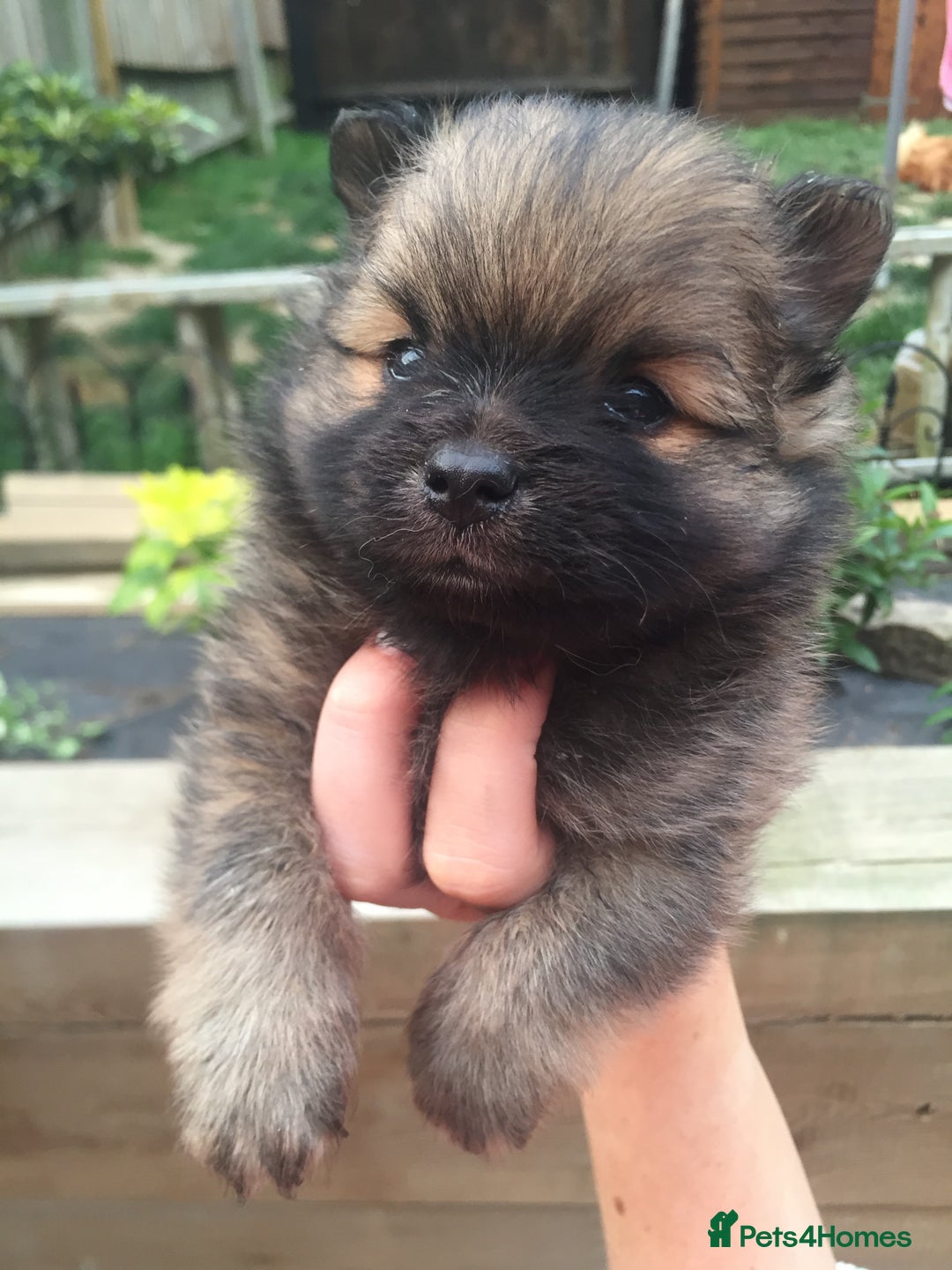 Pomeranian dogs for sale: XS Kc reg quality Pomeranian puppies  - Image 5