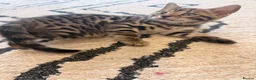 Bengal cats for sale: 🌟 Stunning Female Bengal Kittens Available! 🌟 - Advert 10