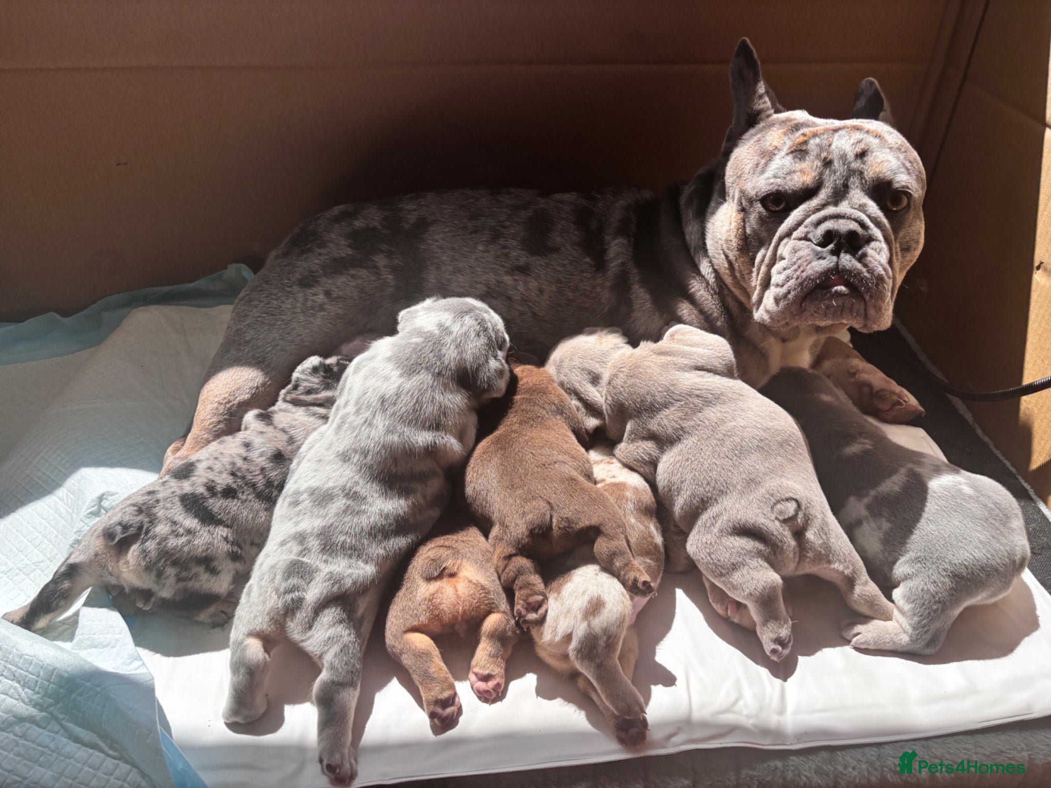 French Bulldog dogs RAINBOW LITTER FRENCH BULLDOGS - Advert 2