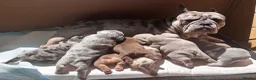 French Bulldog dogs for sale: RAINBOW LITTER FRENCH BULLDOGS - Advert 2
