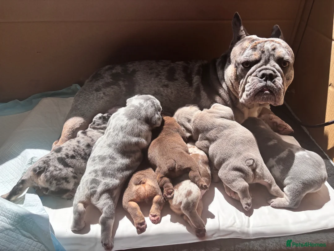 French Bulldog dogs for sale: RAINBOW LITTER FRENCH BULLDOGS - Advert 2