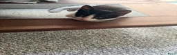 British Shorthair cats for sale: Kittens for sale  in Doncaster - Advert 6