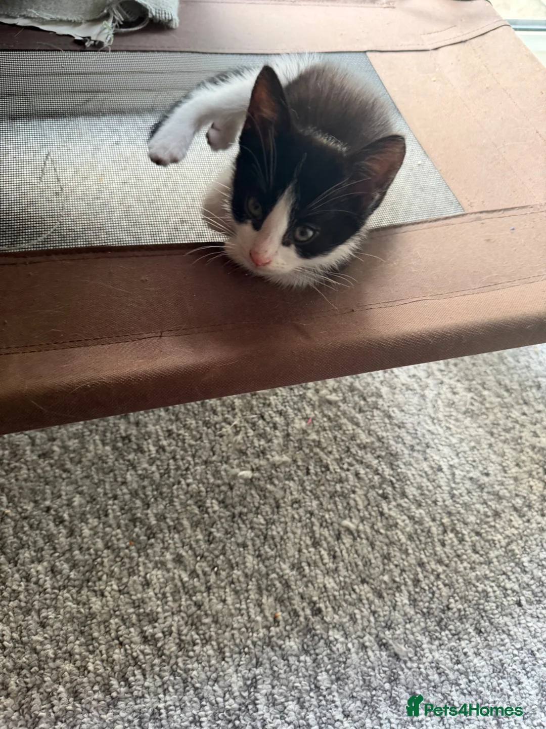 British Shorthair cats for sale: Kittens for sale  in Doncaster - Advert 6