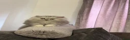 Persian cats for sale: Teddy Persian kittens  - Advert 8