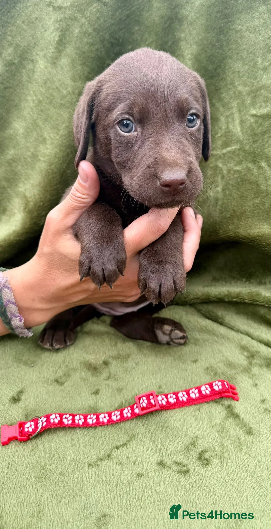 Labrador Retriever dogs for sale: Beautiful Labrador Puppies - Advert 12