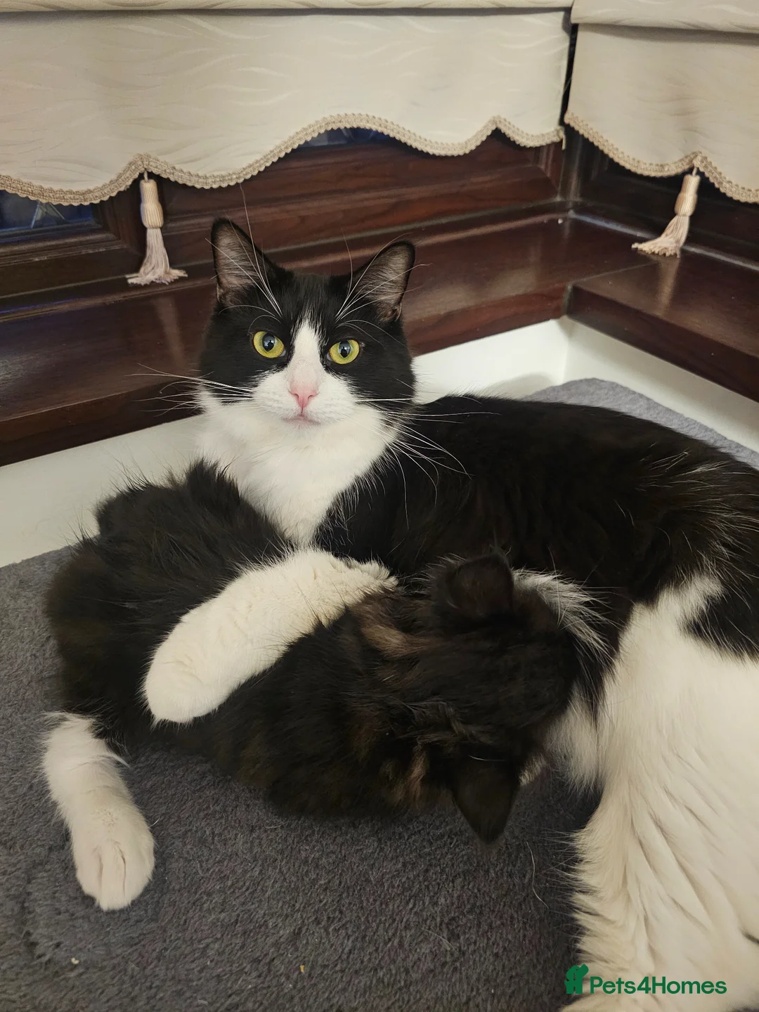 Ragdoll cats for sale: Beautiful kitten girle - Advert 2