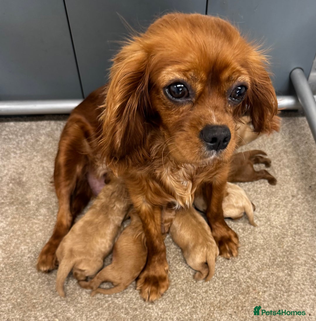 Cavapoo dogs for sale: Fully health tested Cavapoo 🐾🐶 - Image 27