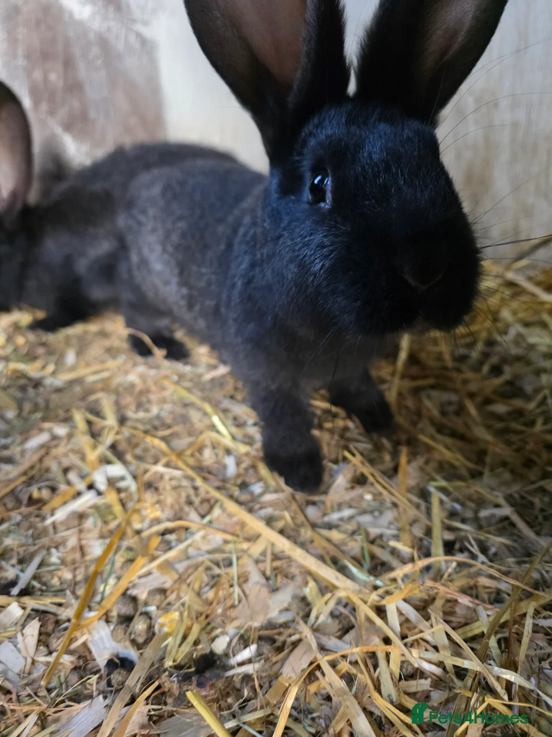 Continental Giant rabbits for sale: Black continental giant rabbits  - Advert 2